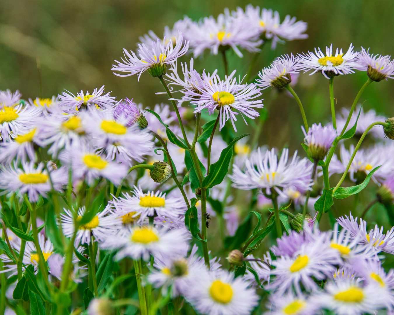 Breckenridge Wildflower Week events for Thursday, July 9